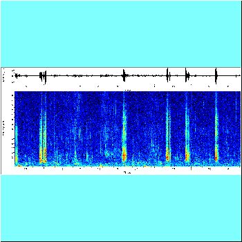Nemadorus elongatus_spectrogram.png